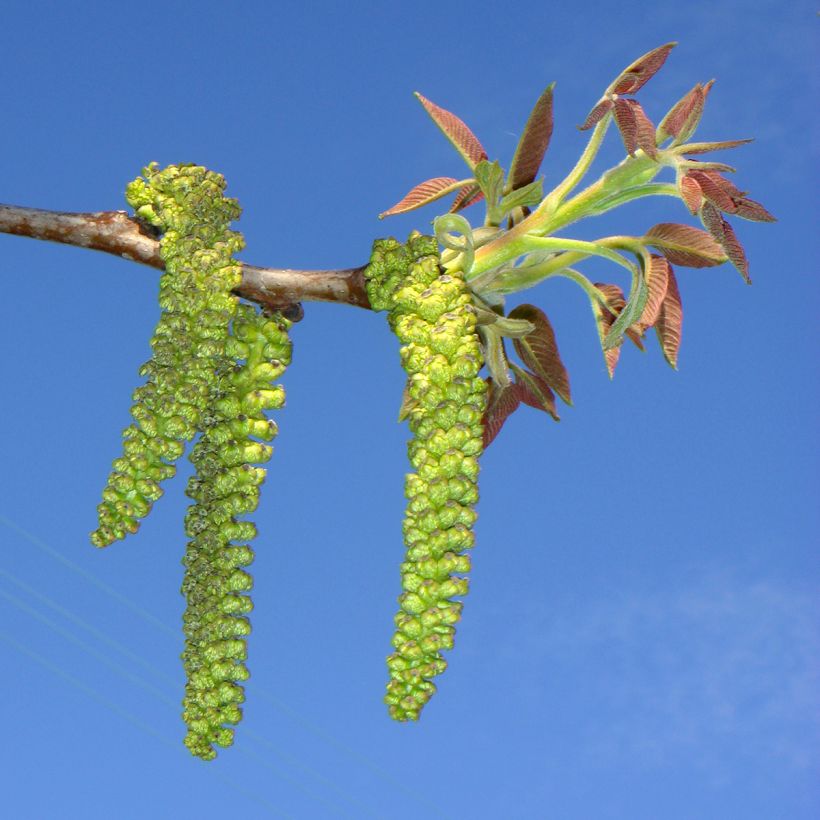 Walnuss Mayette - Juglans regia (Flowering)