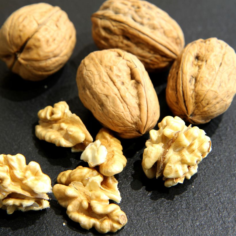 Walnuss Mayette - Juglans regia (Harvest)