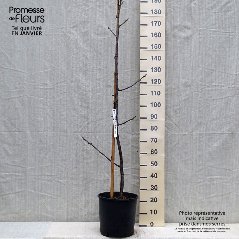 Exemplar von Walnuss Mayette - Juglans regia Topf mit 12L/15L, Stämmchen wie im Winter geliefert