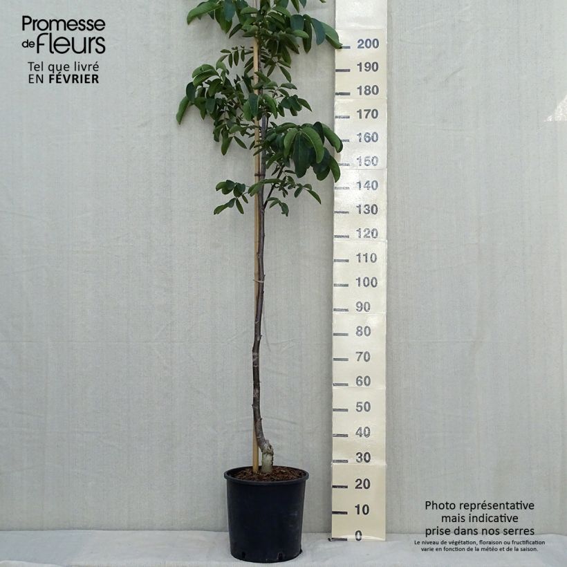 Example of Walnuss Weinsberg 1 - Juglans regia Topf mit 18L/20L, Stämmchen as you get in automne