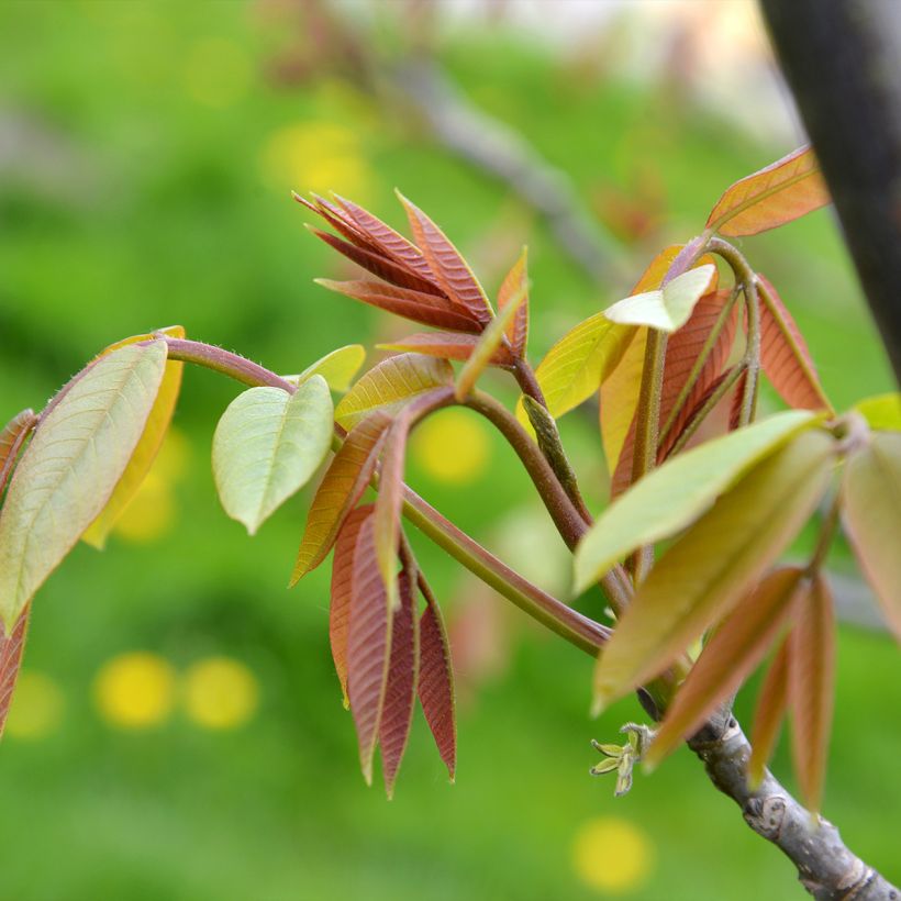 Walnuss Weinsberg 1 - Juglans regia (Foliage)