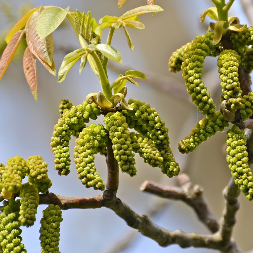 Walnuss Weinsberg 1 - Juglans regia (Flowering)