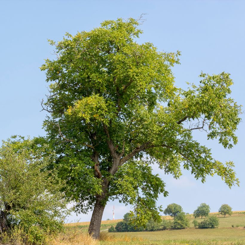Walnuss Weinsberg 1 - Juglans regia (Plant habit)