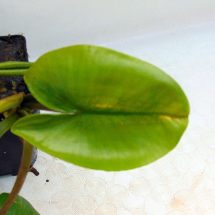 Nuphar lutea - Gelbe Teichrose (Foliage)