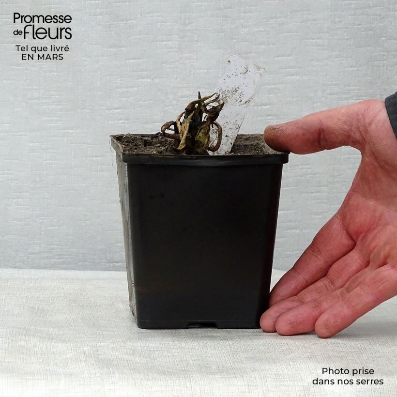 Exemplar von Nuphar lutea - Gelbe Teichrose Kleine Töpfe von 8/9 cm wie im Frühjahr geliefert