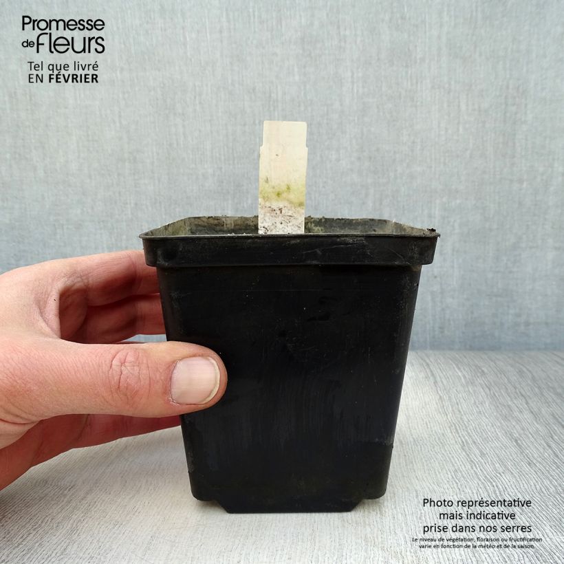 Exemplar von Nuphar lutea - Gelbe Teichrose Kleine Töpfe von 8/9 cm wie im Winter geliefert