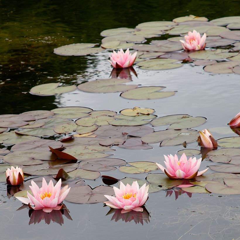 Nymphaea Amabilis - Winterharte Seerose (Plant habit)