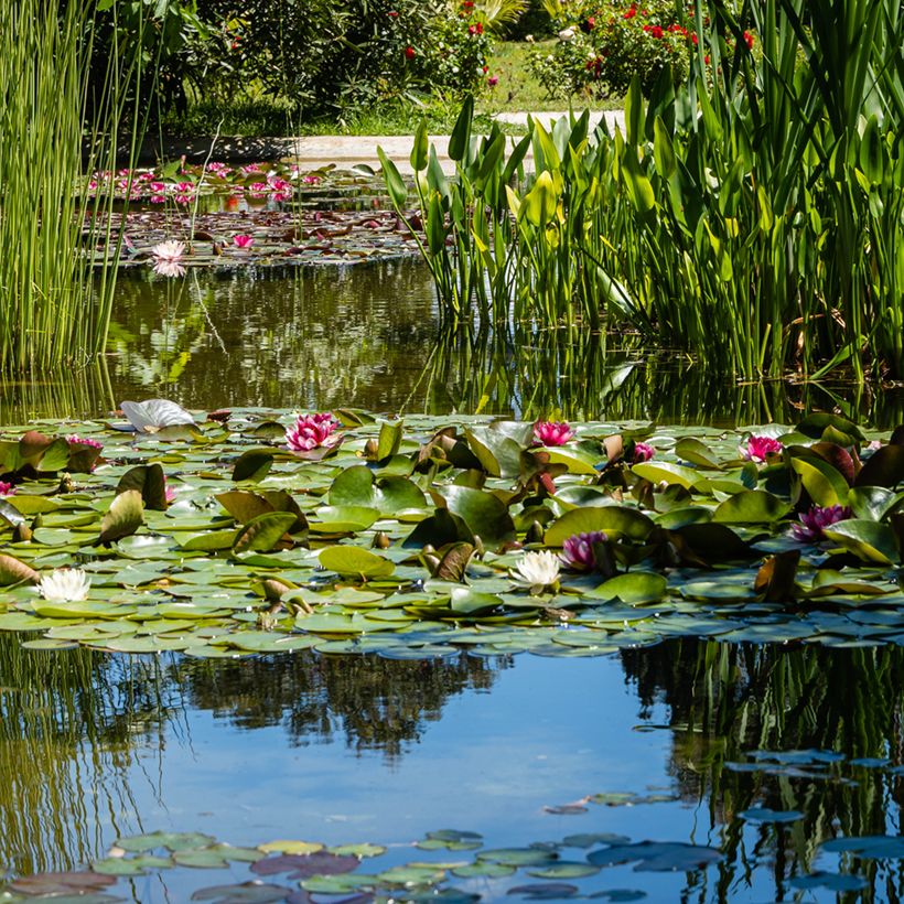 Nymphaea Attraction - Winterharte Seerose (Plant habit)
