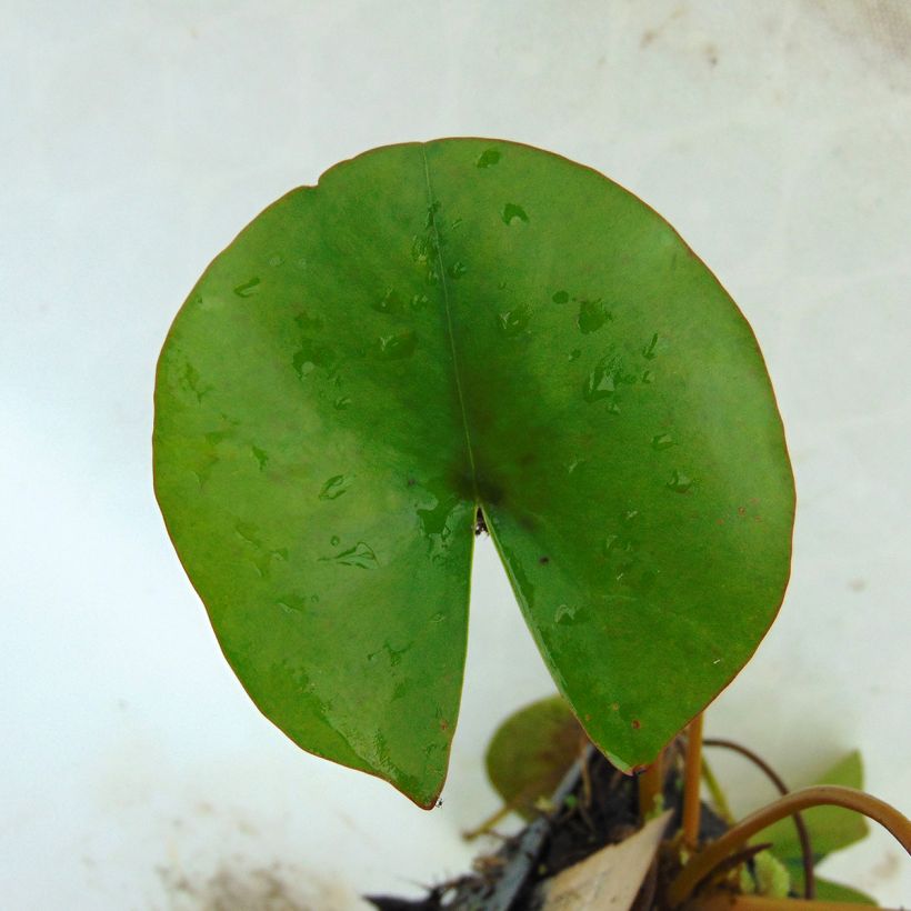 Nymphaea Aurora - Winterharte Seerose (Foliage)