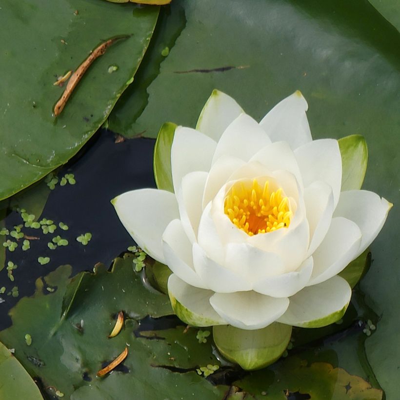 Nymphaea candida - Glänzende Seerose (Flowering)