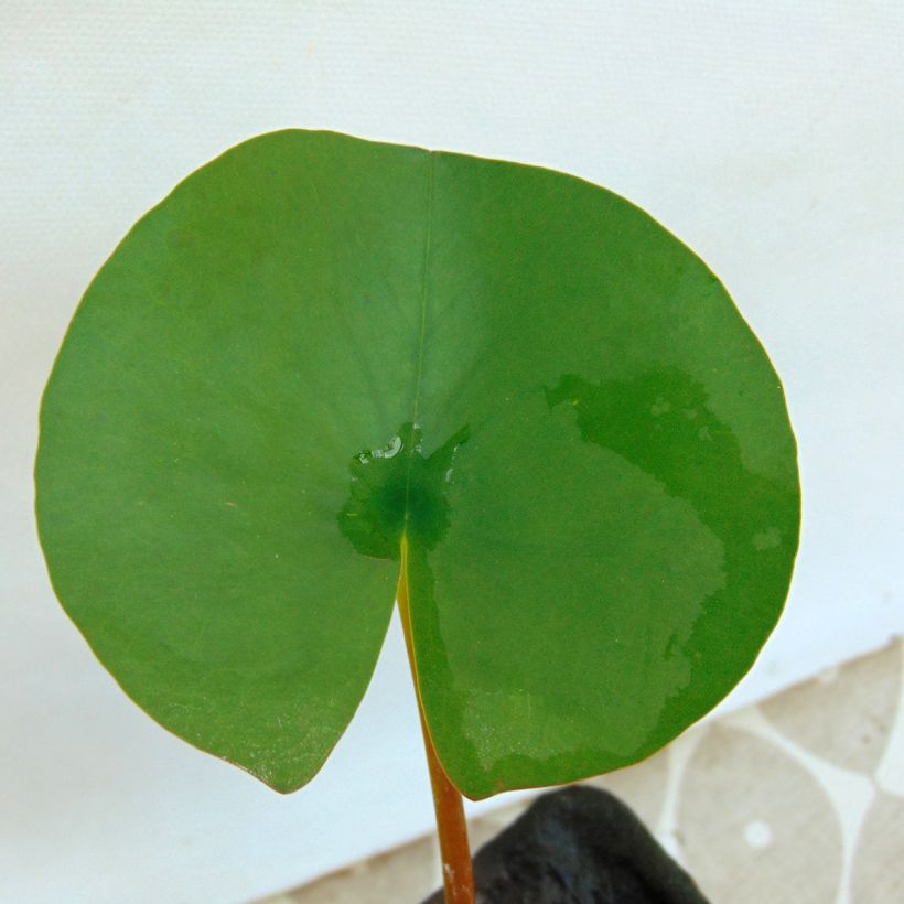 Nymphaea A.J Welch - Winterharte Seerose (Foliage)