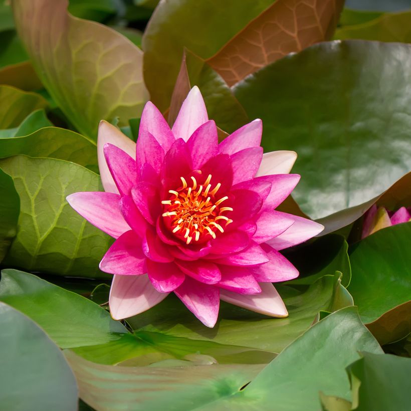Nymphaea Escarboucle - Winterharte Seerose (Flowering)