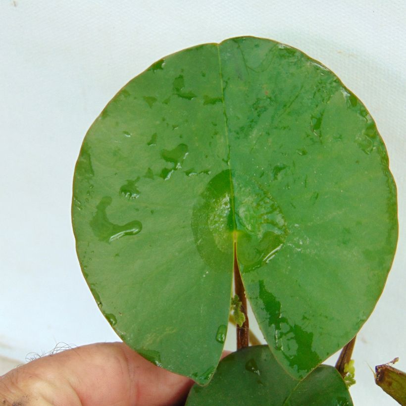 Nymphaea Fabiola - Winterharte Seerose (Foliage)