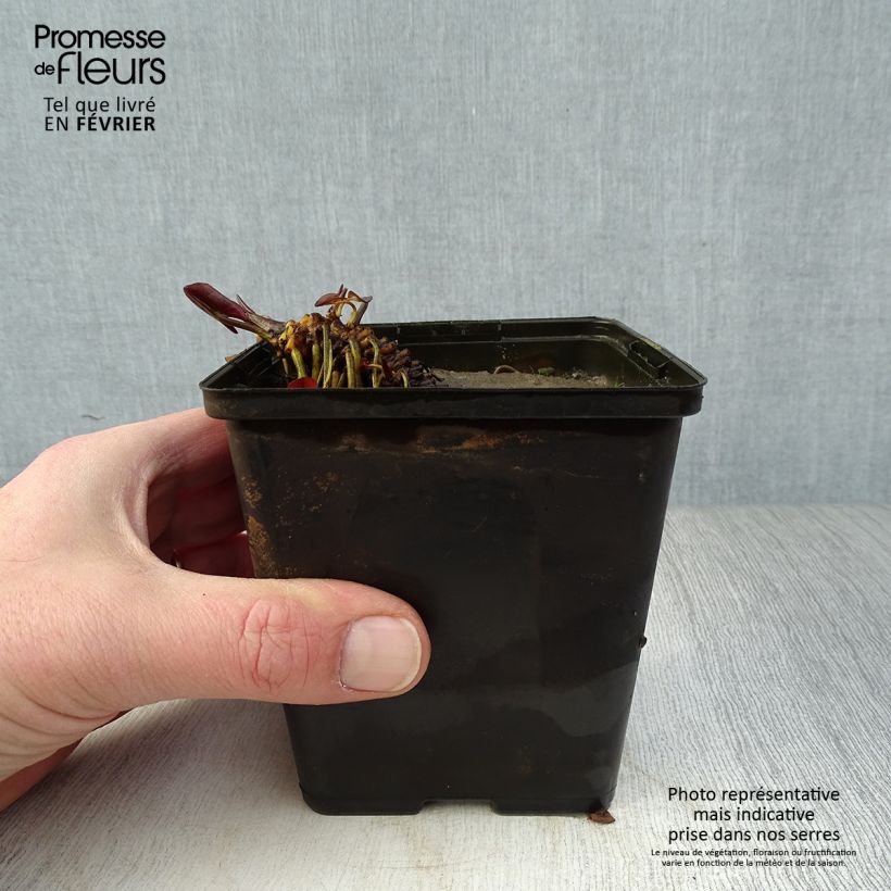 Exemplar von Nymphaea Fabiola - Winterharte Seerose Kleine Töpfe von 8/9 cm wie im Winter geliefert