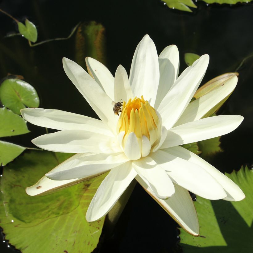 Nymphaea Hal Miller - Winterharte Seerose (Blüte)