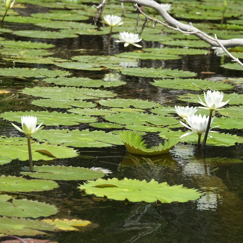 Nymphaea Hal Miller - Winterharte Seerose (Wuchs)