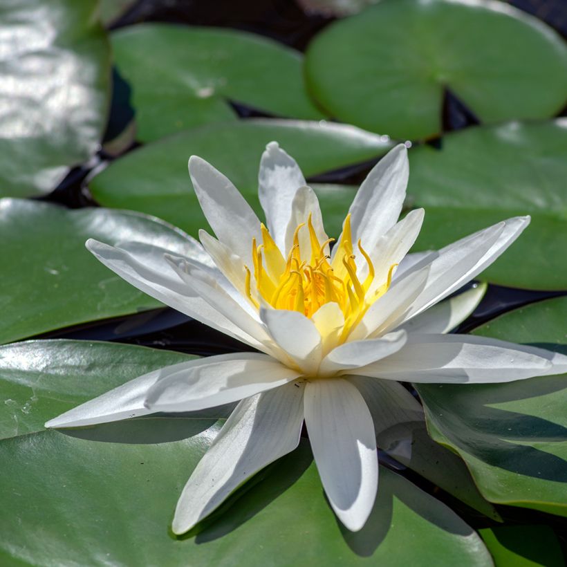 Nymphaea Hermine - Winterharte Seerose (Flowering)