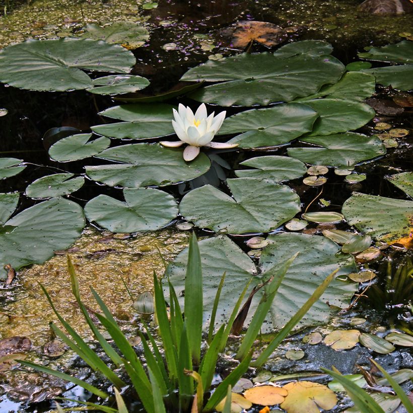 Nymphaea Hermine - Winterharte Seerose (Plant habit)
