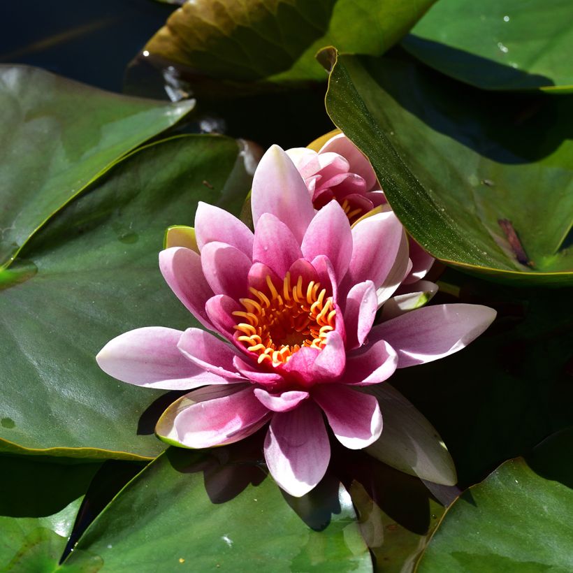 Nymphaea Madame Wilfron Gonnère - Winterharte Seerose (Blüte)