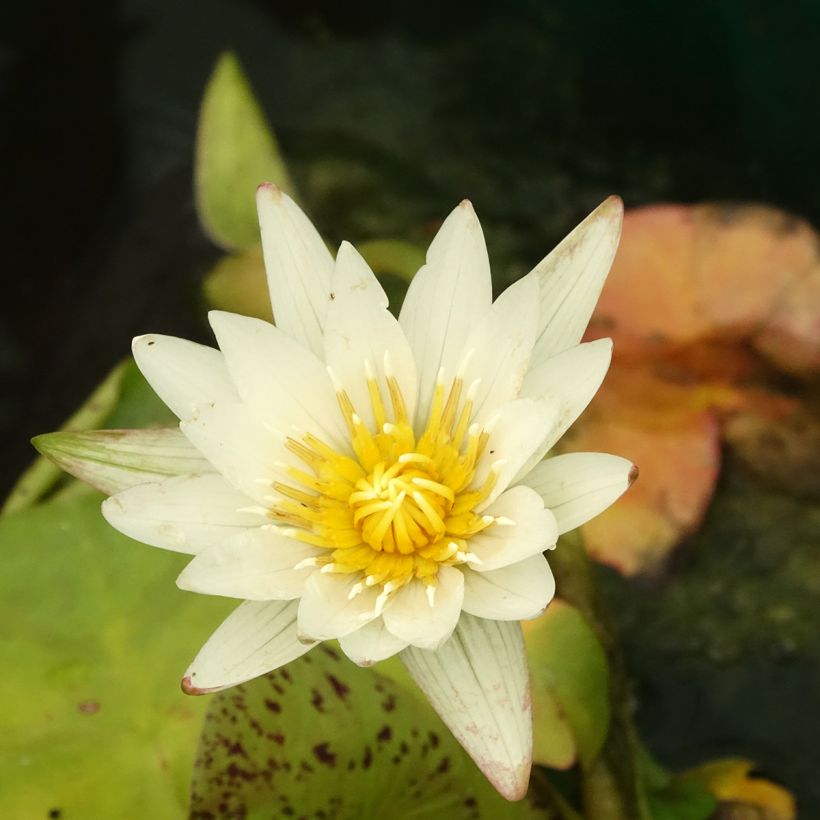 Nymphaea Marian Strawn - Tropische Seerose (Blüte)