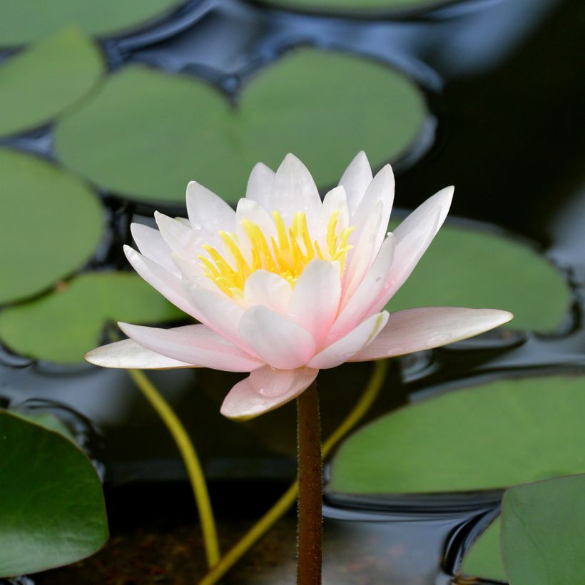 Nymphaea Marliacea Carnea - Winterharte Seerose (Blüte)