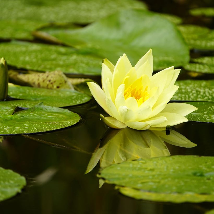 Nymphaea Marliacea Chromatella - Winterharte Seerose (Blüte)