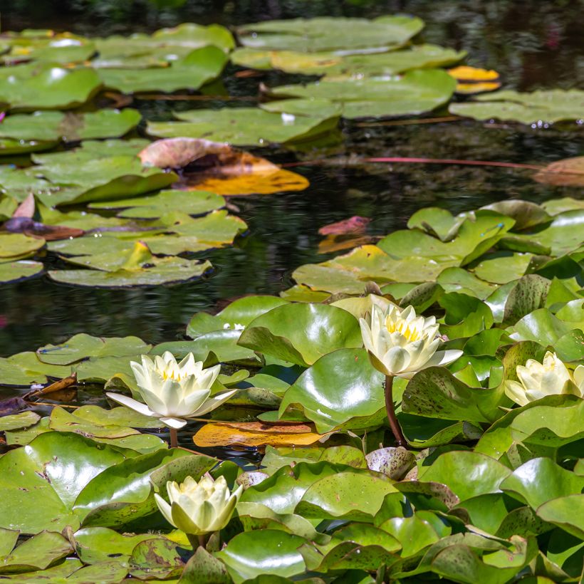 Nymphaea Marliacea Chromatella - Winterharte Seerose (Plant habit)