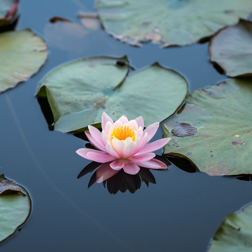 Nymphaea Ray Davies - Winterharte Seerose (Blüte)