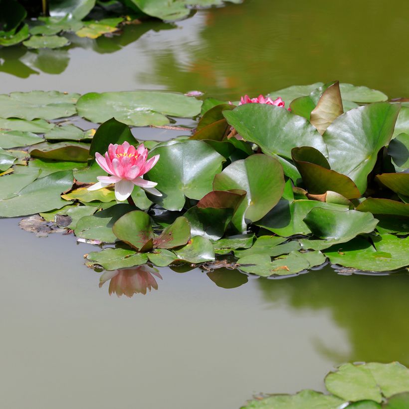 Nymphaea Rose Arey - Winterharte Seerose (Plant habit)