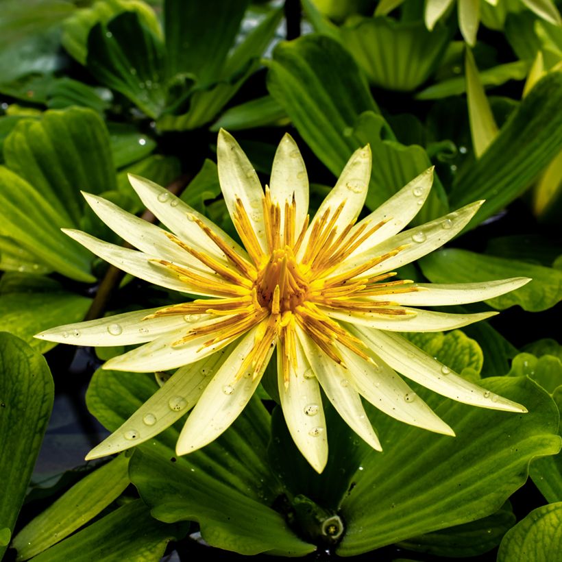 Nymphaea St. Louis Gold - Tropische Seerose (Flowering)