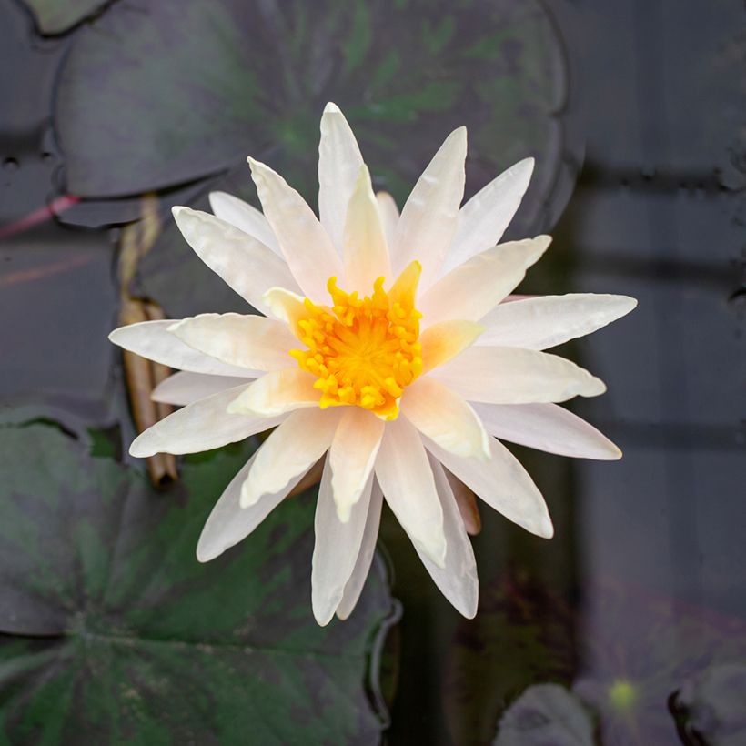 Nymphaea Starbright - Winterharte Seerose (Flowering)