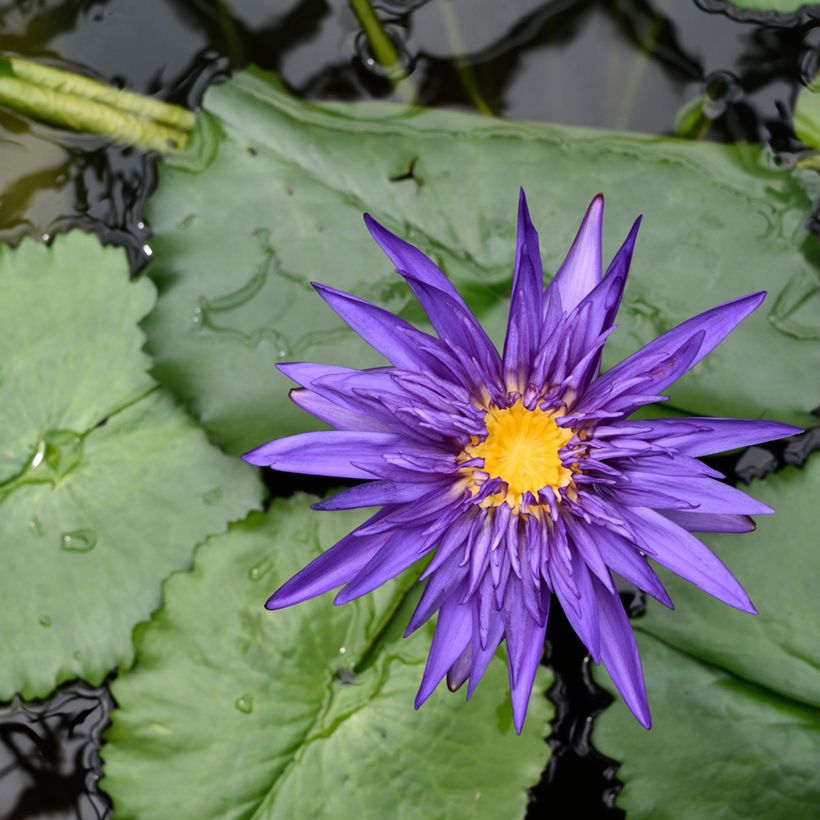 Nymphaea Tina - Tropische Seerose (Flowering)