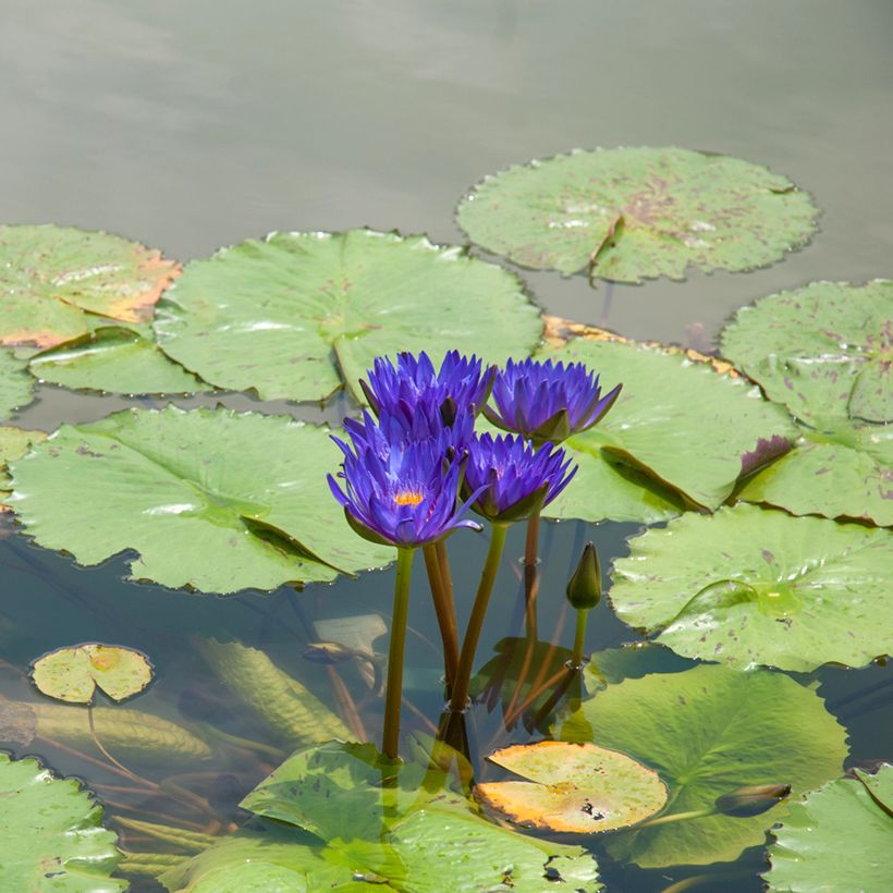 Nymphaea Tina - Tropische Seerose (Plant habit)