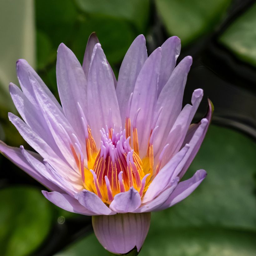 Nymphaea colorata - Bunte Seerose (Flowering)