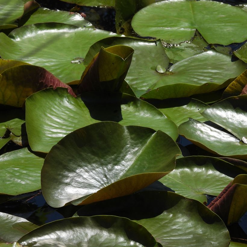 Nymphaea odorata Odorata Sulphurea Grandiflora - Wohlriechende Seerose (Laub)