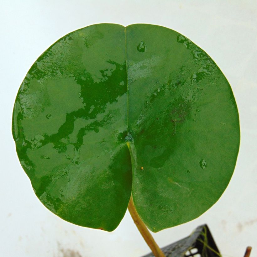 Nymphaea tetragona - Zwerg-Seerose (Foliage)