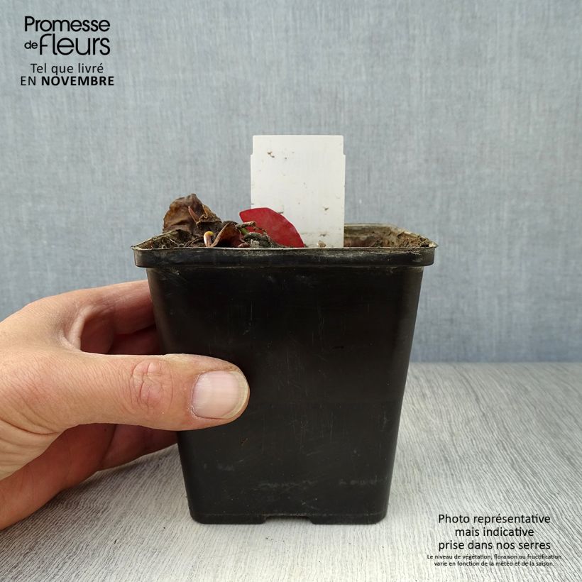 Example of Nymphaea tetragona - Zwerg-Seerose Topf mit 1L/1,5L as you get in automne