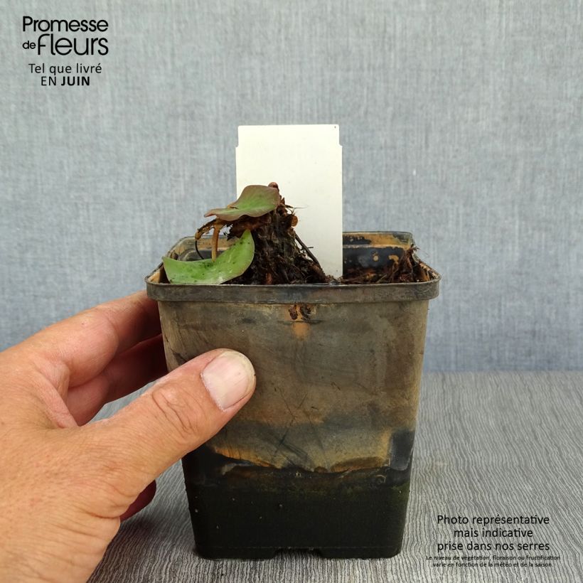 Exemplar von Nymphaea tetragona - Zwerg-Seerose Topf mit 1L/1,5L wie im Sommer geliefert