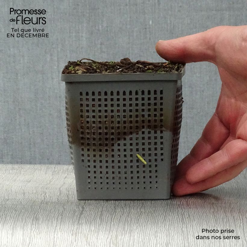 Exemplar von Nymphaea tetragona - Zwerg-Seerose Topf mit 1L/1,5L wie im Winter geliefert