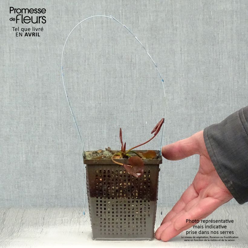 Exemplar von Nymphaea tetragona - Zwerg-Seerose Topf mit 1L/1,5L wie im Frühjahr geliefert