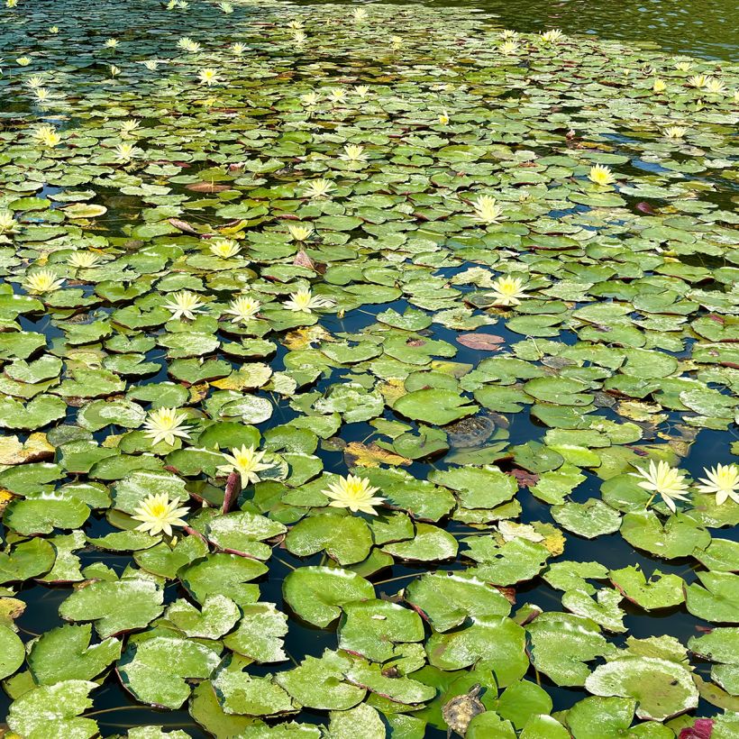 Nymphaea Pygmea Helvola - Winterharte Seerose (Wuchs)