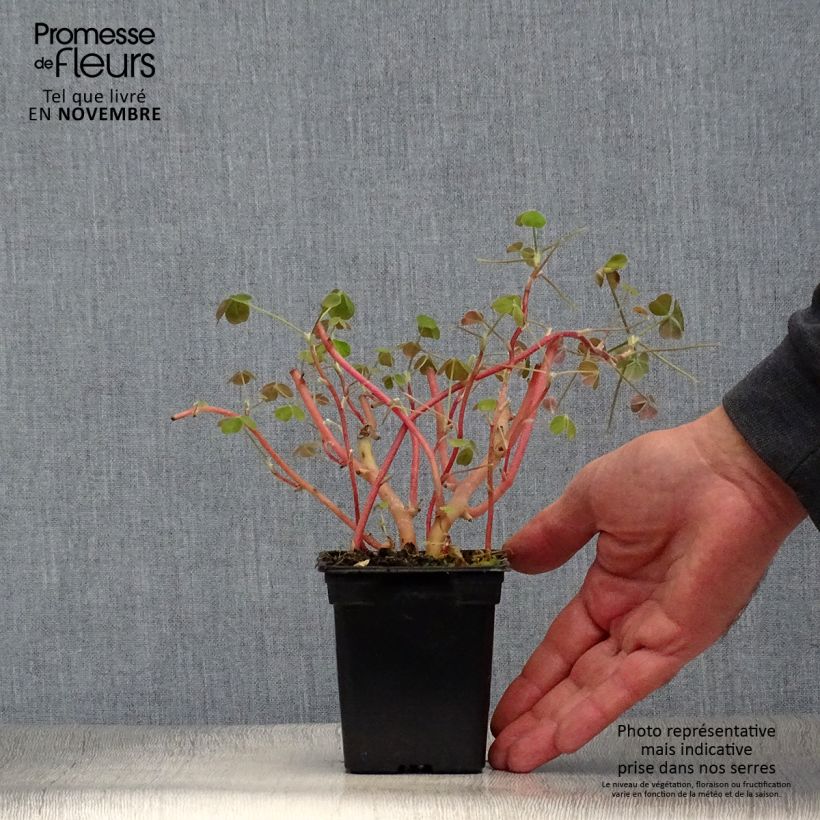 Example of Knollige Sauerklee - Oxalis tuberosa Kleine Töpfe von 8/9 cm as you get in automne