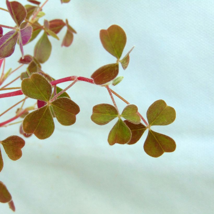 Knollige Sauerklee - Oxalis tuberosa (Foliage)