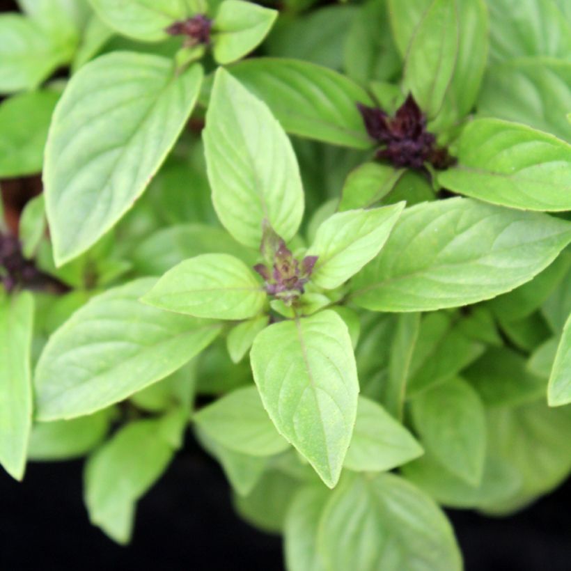 Basilikum Thaï - Ocimum basilicum (Foliage)