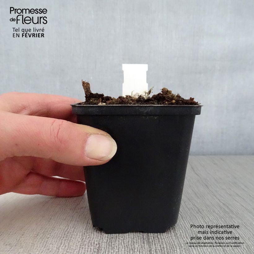 Exemplar von Aster amellus Dr Otto Petschek - Berg-Aster Kleine Töpfe von 8/9 cm wie im Winter geliefert