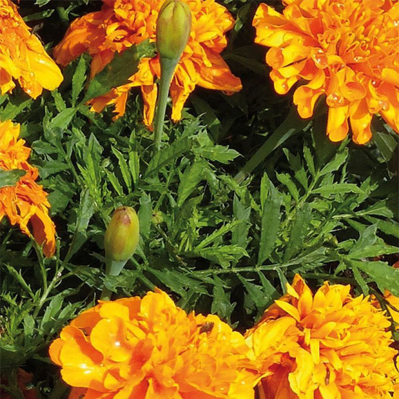 Studentenblume Bonanza Orange (Foliage)