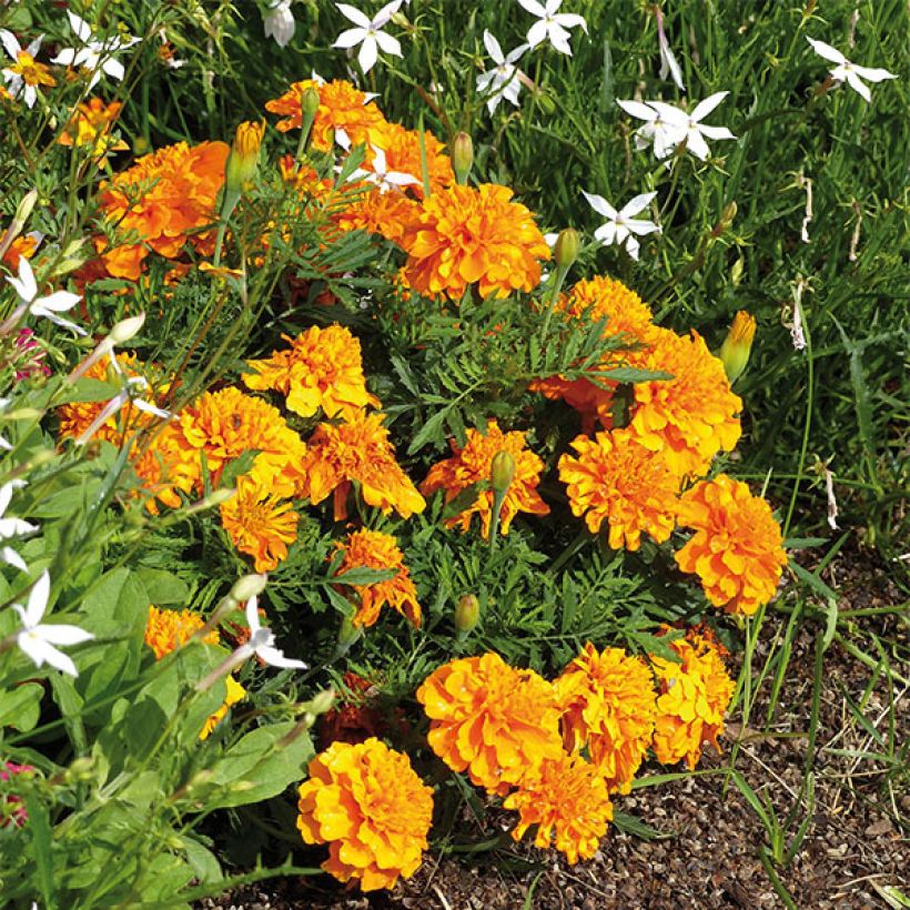 Studentenblume Bonanza Orange (Plant habit)