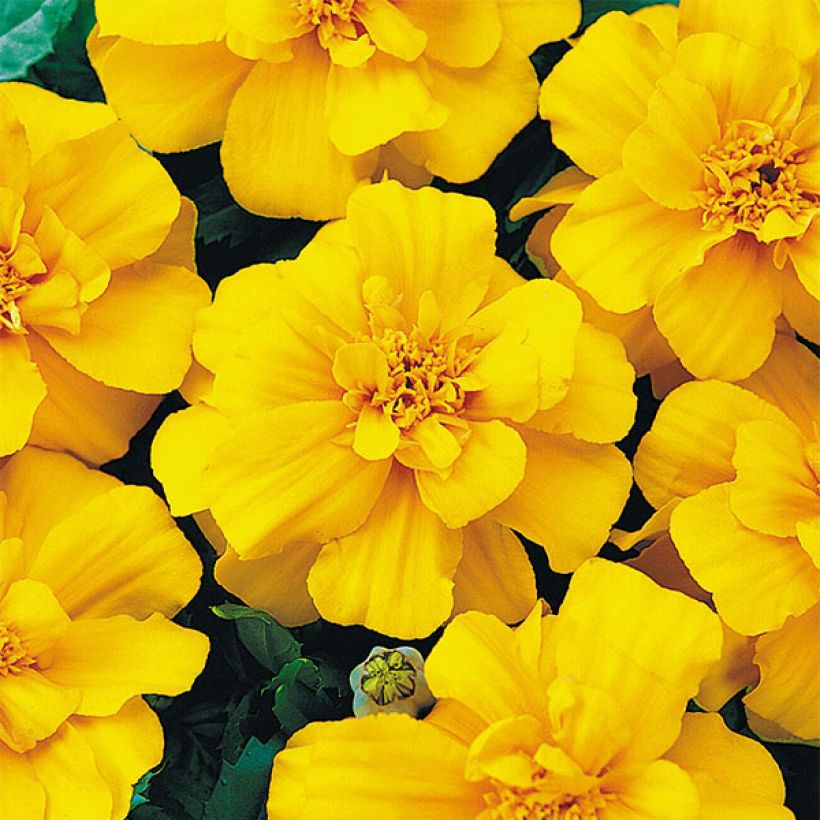 Niedrige Studentenblume Queen jaune vif - Tagetes (Flowering)