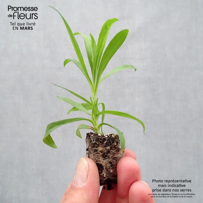 Example of Pracht-Nelke Suntory Pink - Dianthus superbus Mini-Plug Ø 1,5/2,5 cm as you get in printemps
