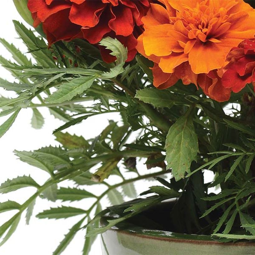 Niedrige Studentenblume Fireball - Tagetes (Foliage)